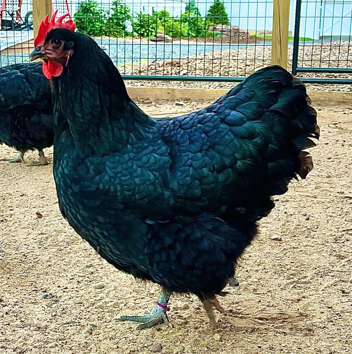Black Australorp chicken