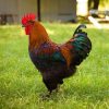 Black Copper Marans chicken