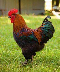 Black Copper Marans chicken
