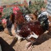 Boschvelder chickens