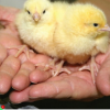 Boschvelder day old chicks