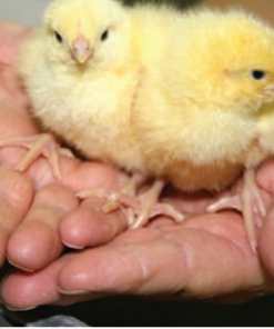 Boschvelder day old chicks