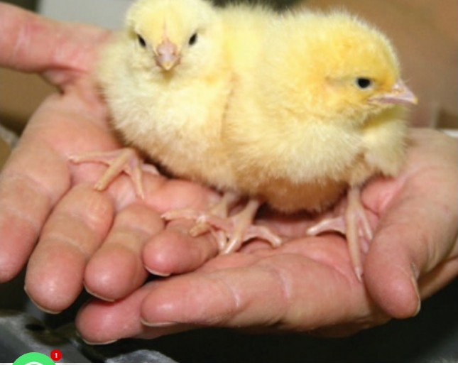 Boschvelder day old chicks