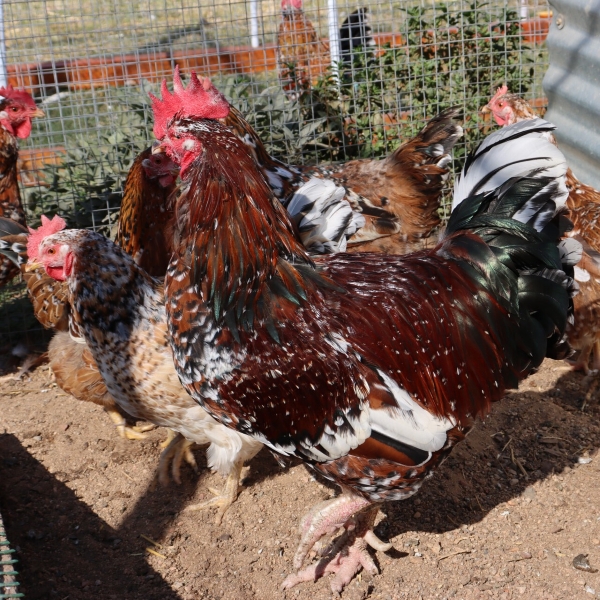 Boschvelder chickens