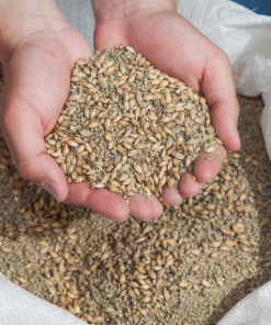 Broiler feed held in hands