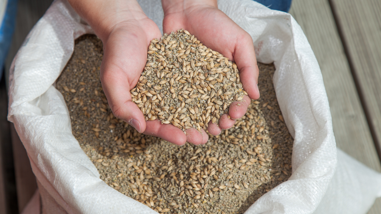 Broiler feed held in hands