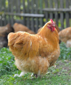 Buff Orpington chickens