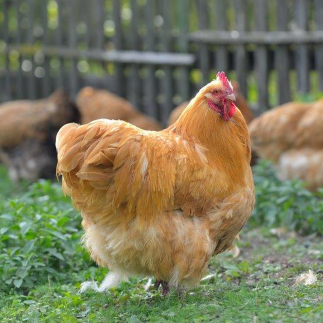 Buff Orpington chickens
