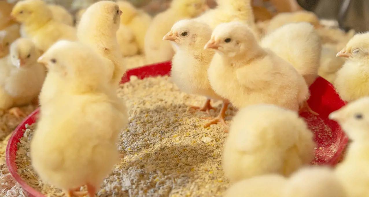 A group of newly hatched broiler chicks in a poultry farming environment.