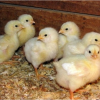 Day old broiler chicks in poultry housing