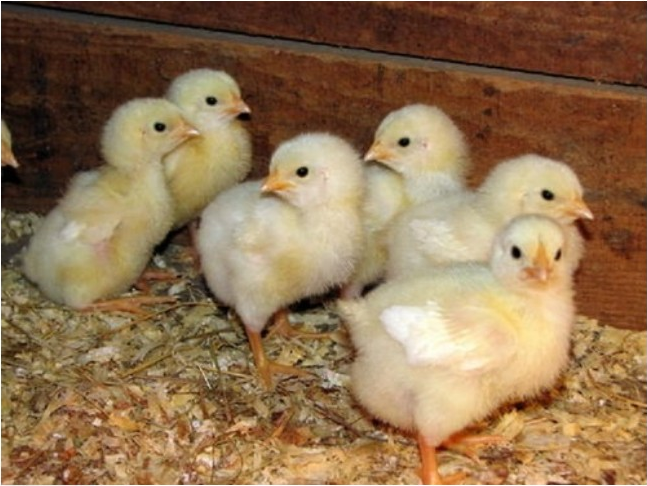 Day old broiler chicks in poultry housing