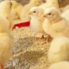 Day old broiler chicks