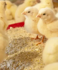 Day old broiler chicks