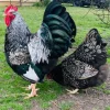 Double Laced Barnevelder chickens