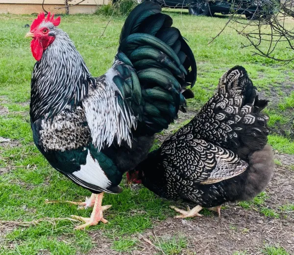 Double Laced Barnevelder chickens
