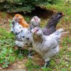 Easter Egger chickens