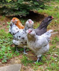 Easter Egger chickens