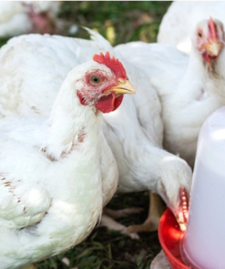Five week old broiler chicken