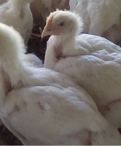 Four week old broiler chicks
