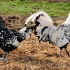 Hamburg Silver Spangled chickens