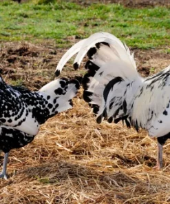 Hamburg Silver Spangled chickens