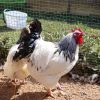Light Sussex chickens