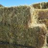 Lucerne hay bales for livestock feed