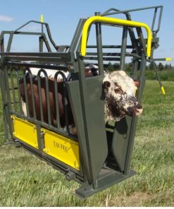Neck and body clamp for cattle handling