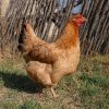 New Hampshire chicken breed