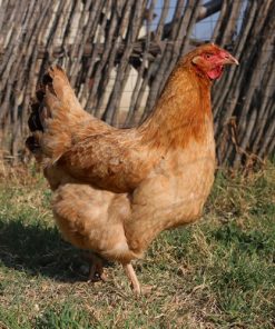 New Hampshire chicken breed