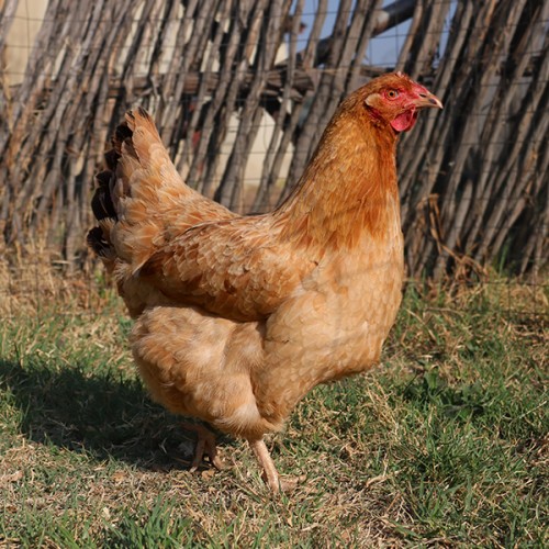 New Hampshire chicken breed