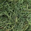 Orchard hay grass forage for livestock