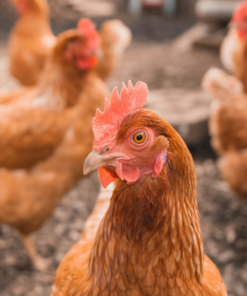 Point of Lay chickens