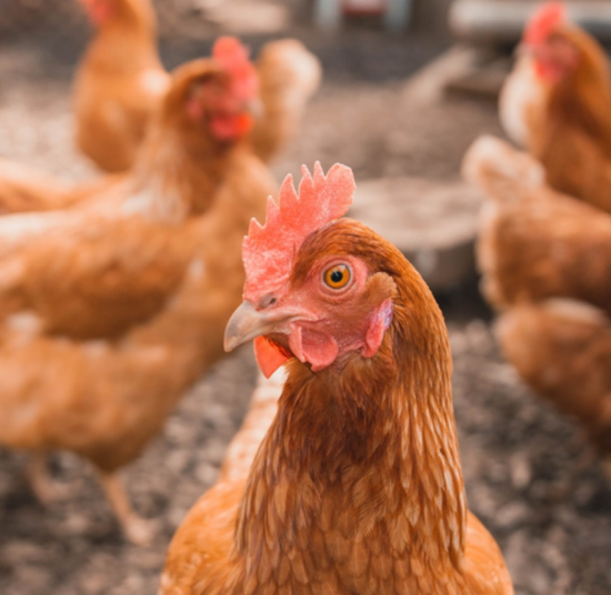 Point of Lay chickens