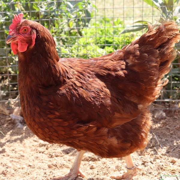 Rhode Island Red chicken