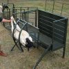 Sheep tilt livestock handling equipment