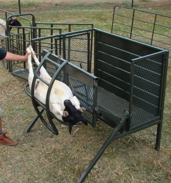 Sheep tilt livestock handling equipment