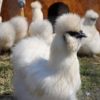 Silkie Bantam chickens