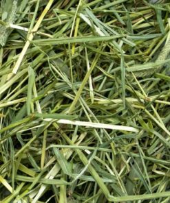 Timothy hay grass forage for livestock