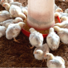 Two week old broiler chicks