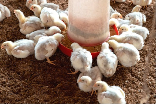 Two week old broiler chicks