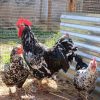 Venda chickens
