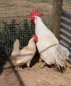 White Leghorn chickens
